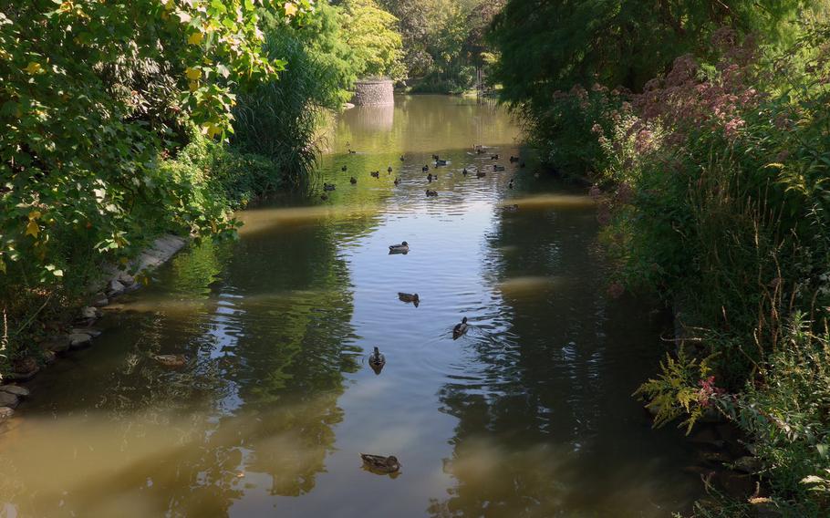 Ducks swim in a stream that runs through the Schlossgarten park in downtown Hanau, Germany.