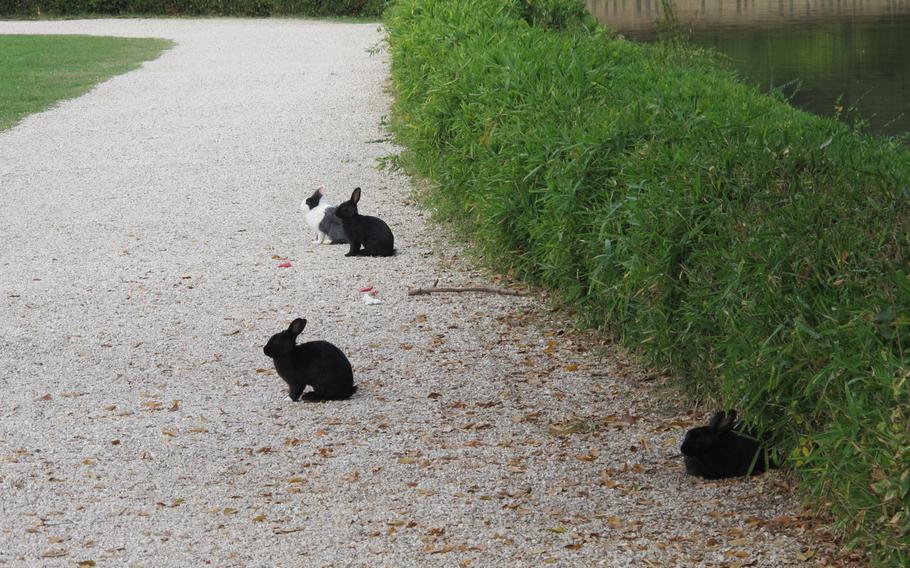 A few of the hundreds of rabbits in Parco Querini in Vicenza, Italy, take in the passing scene.