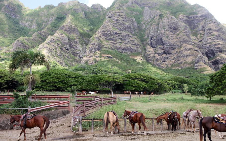 Saddle horses at Kualoa Ranch rest beneath cliffs that keep enticing Hollywood filmmakers back to Hawaii.