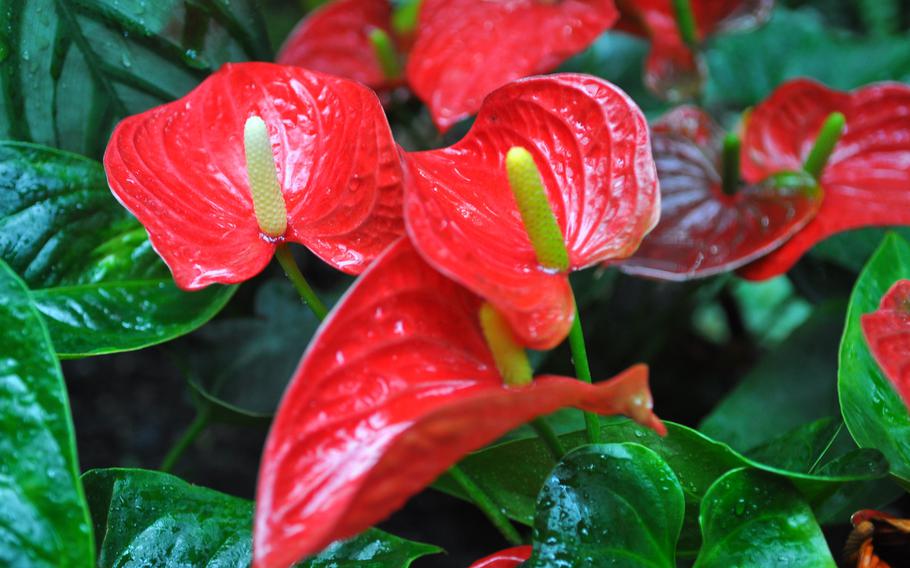 Red calla lilies offer a burst of color in the tropical landscape inside the Palm House at Frankfurt's Palmengarten in Germany, one of the world's largest botanical gardens.