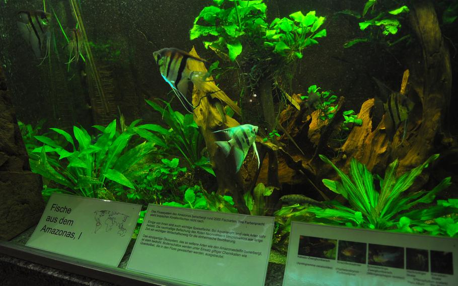 An aquarium holding fish from the Amazon River lends a junglelike feel to the tropical landscape inside the Palm House at the Palmengarten in Frankfurt, Germany, one of the world's largest botanical gardens.