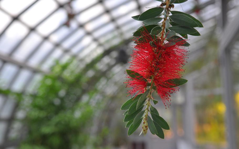 The name of this pretty flower hanging inside a greenhouse at the Palmengarten in Frankfurt, Germany was a mystery. Not all of the plants were labeled; those that were carried Latin and German names.