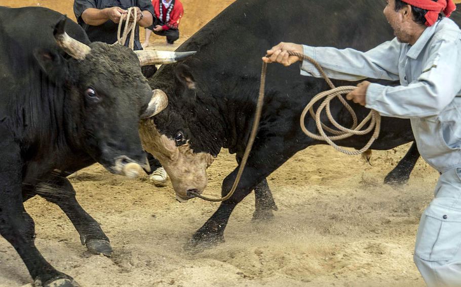 Bullfights on Okinawa, Japan, aren't like those in other countries, where the animals face off with a sword-wielding matador. For the most part, the Japanese version is bloodless.