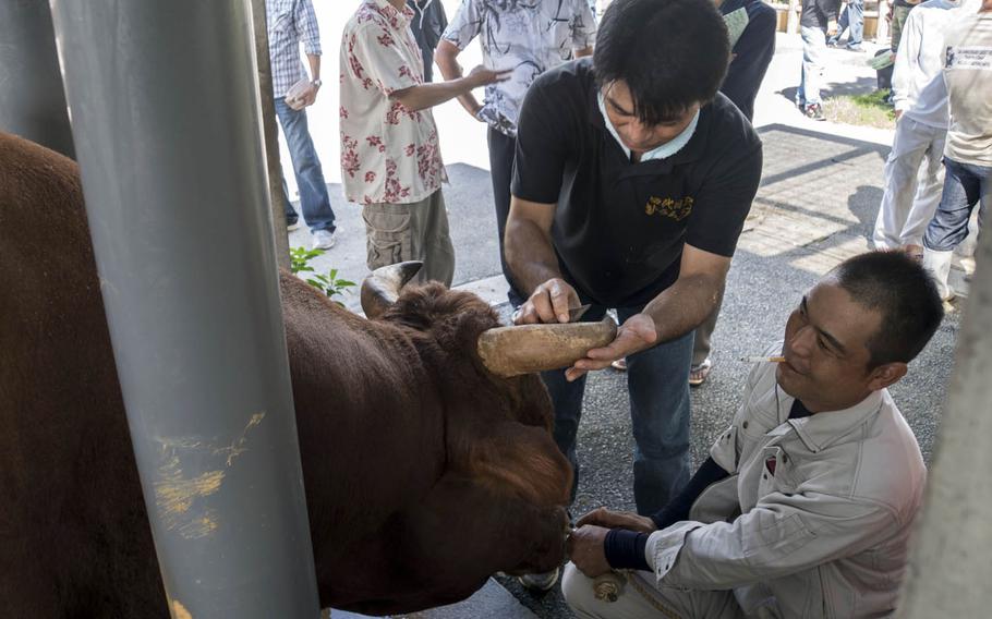 Competitors are pampered while waiting to take part in an Okinawan bullfight in Japan. The bulls' feet are washed, their horns are sharpened and their tether ropes are adjusted.
