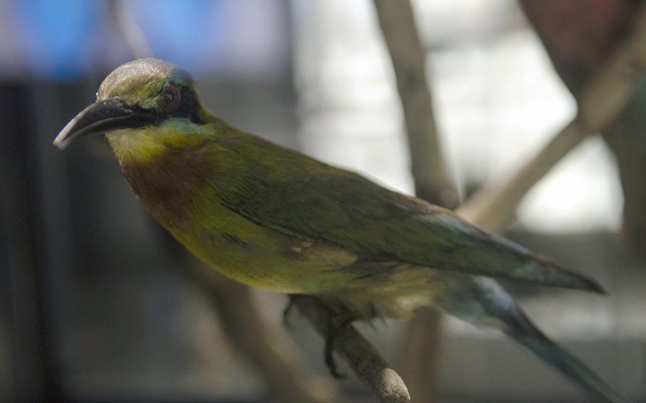 A stuffed tropical bird on display at Museum Wiesbaden in Wiesbaden, Germany, is part of an exhibit on the aesthetics of nature. The exhibit focuses on the role of color in animal and plant life.