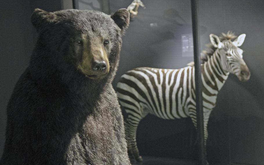 A brown bear and zebra on display at Museum Wiesbaden in Wiesbaden, Germany, is part of an exhibition on the function of color in the animal kingdom.