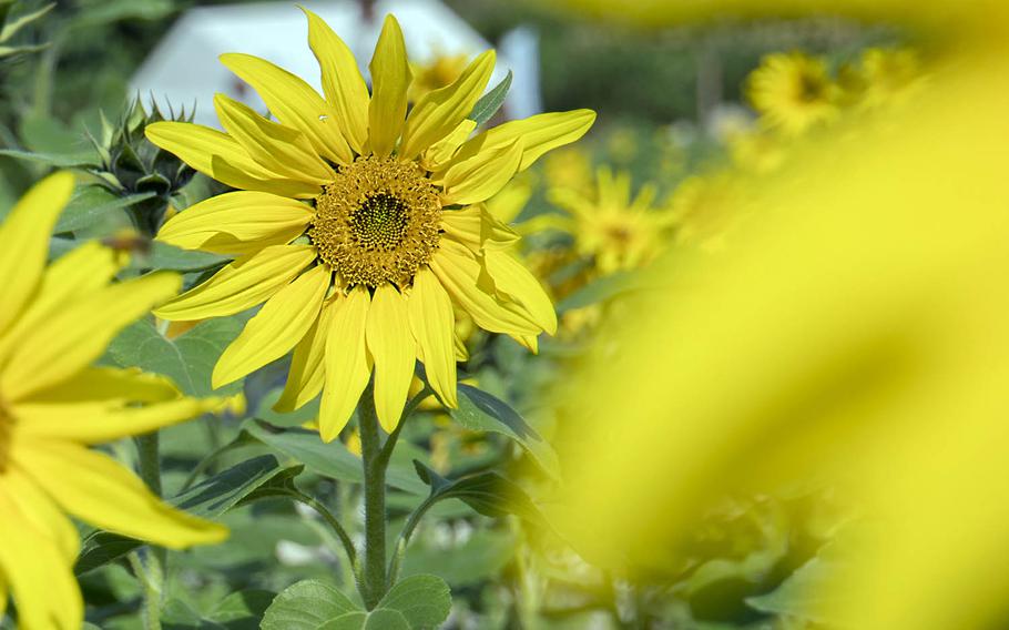 The annual Sunflower Festival in Okinawa, Japan, runs through Sunday, Feb. 5, 2017, but the flowers will remain for visitors to view for another week.