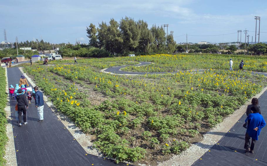 The annual Sunflower Festival in Kitanakagusuku, not far from Camp Foster, Okinawa, boasts nearly 400,000 sunflowers to brighten up winter days on the island.