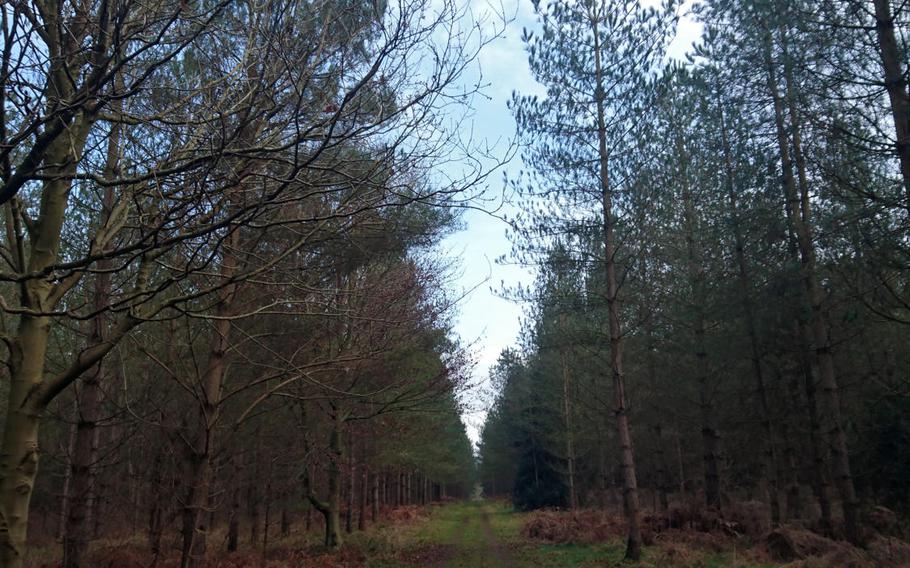 A forested area of the Peddars Way trail in Suffolk, England, Feb. 6, 2017. Peddars Way combines with the Norfolk Coast Path as one of the 15 National Trails in England and Wales.