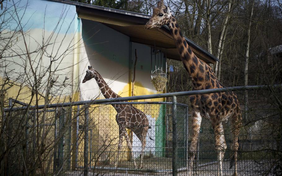 Giraffes take a walk at the Neunkirchen Zoo in Germany. Visitors can go inside the enclosure to get an up-close look.