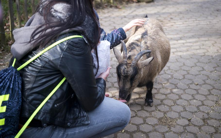 Visitors feed a goat at the Neunkirchen Zoo in Garmany.