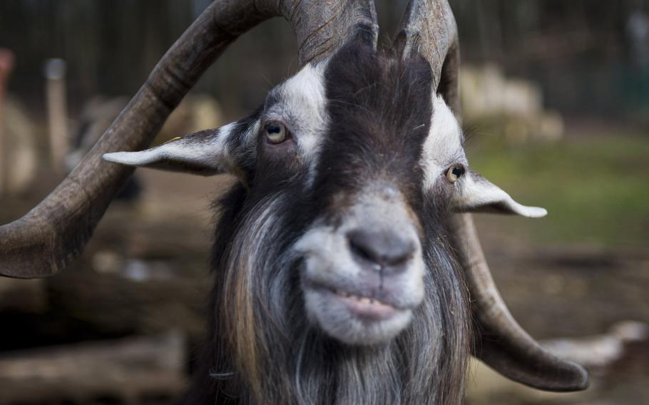 A Thuringian goat at the Neunkirchen Zoo in Germany is ready for its close up.