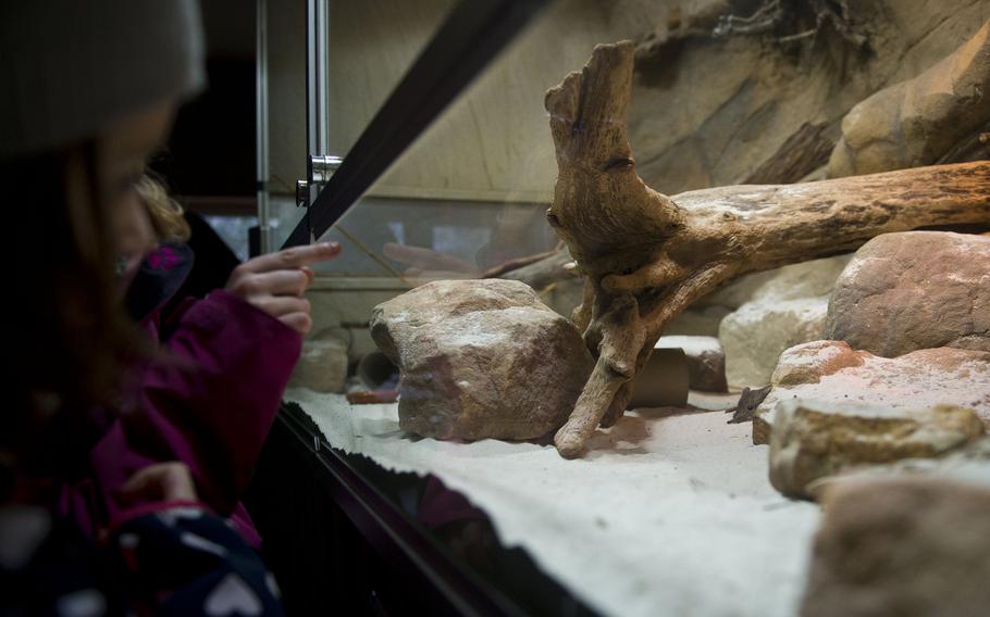 Children watch a shy short-eared elephant shrew at the Neunkirchen Zoo in Germany.