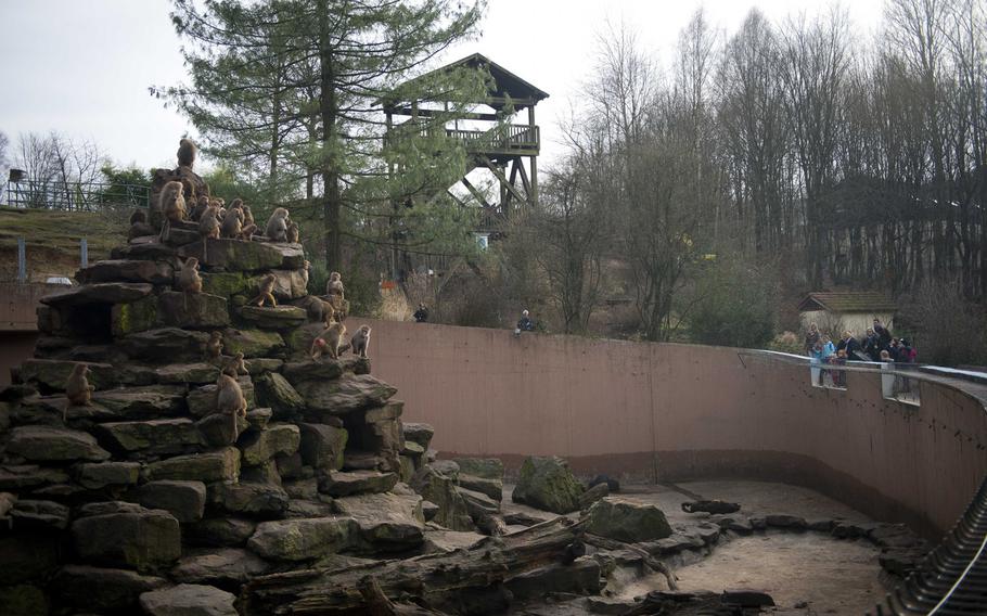 Baboons watch humans watching baboons at the Neunkirchen Zoo in Germany.