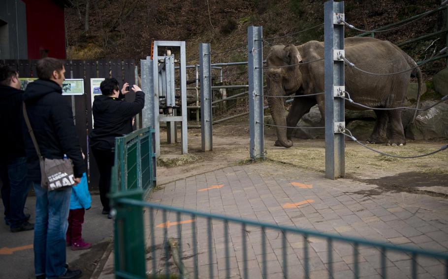 A visitor snaps a photo of one of the two elephants at the Neunkirchen Zoo in Germany.