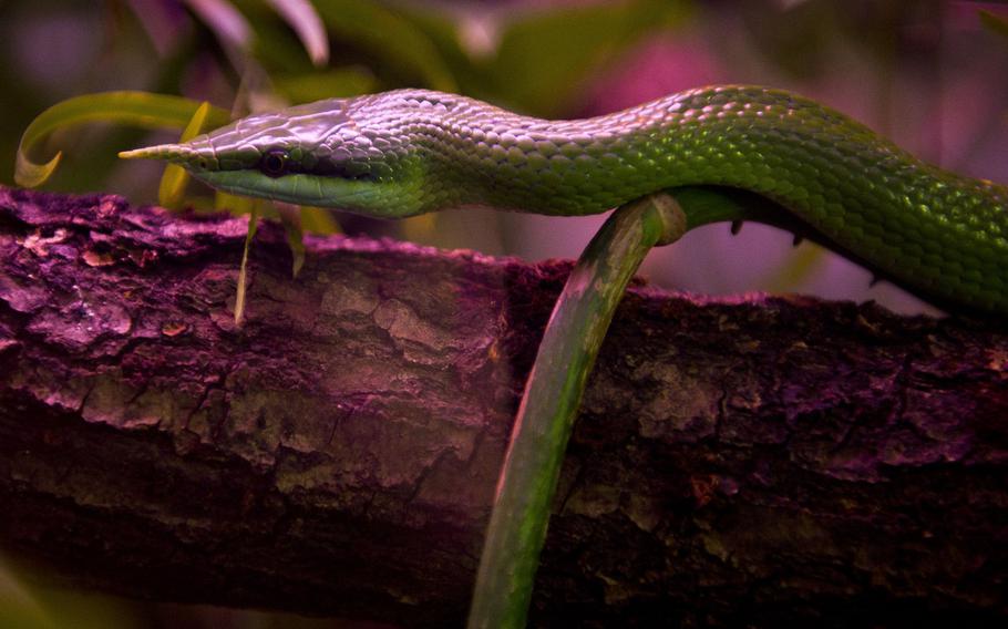 A Vietnamese long-nosed snake slithers at the Neunkirchen Zoo in Germany.