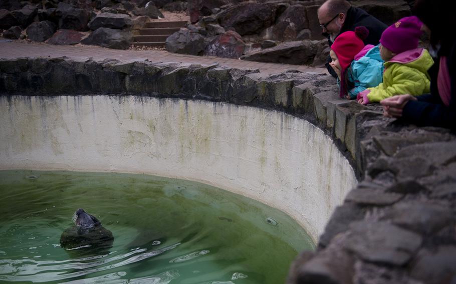 Neunkirchen Zoo visitors watch a seal float in its pond.