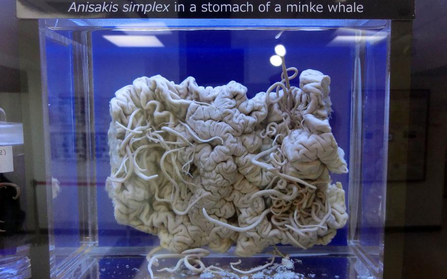 Meguro Parasitological Museum in Tokyo displays more than 300 specimens of parasites, such as this anisakis simplex in the stomach of a minke whale.