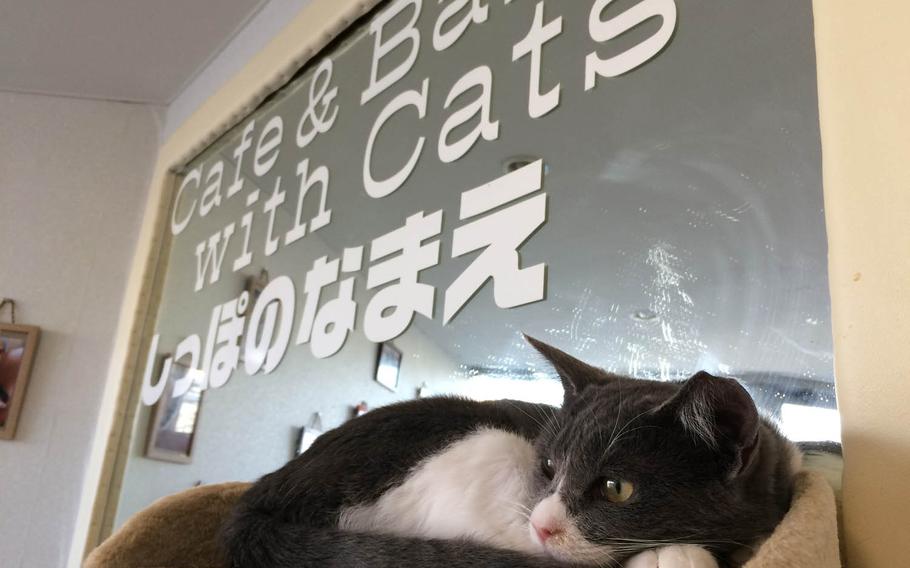 At Shippo no Namae, a cat cafe near Yokota Air Base, Japan, patrons can eat and drink while petting and playing with furry friends.