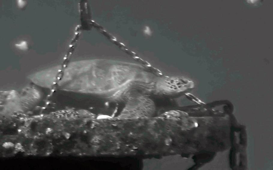 A green sea turtle, seen during a recent Atlantis Submarines tour in Hawaii, nestles on an artificial reef a couple of miles from Waikiki Beach.