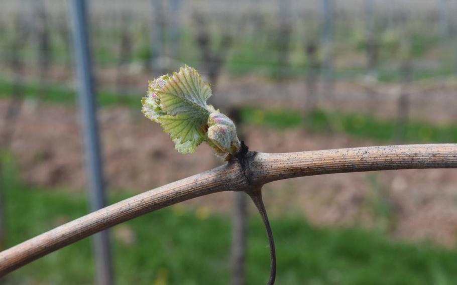 The buds were beginning to form on the grape vines along the River Rhine Terrace Trail above the wine village Nierstein, Germany, on a recent April day.