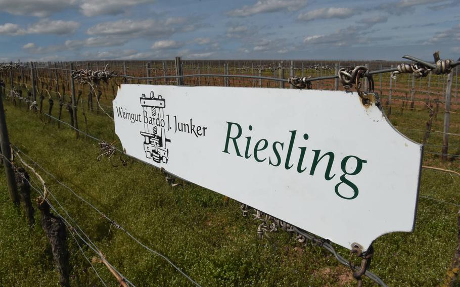 Riesling is among the more common varieties of grapes cultivated in the vineyards between Nierstein and Nackenheim, Germany. Hikers can enjoy a scenic stroll among the vineyards and taste the wine along the way while walking along the Rhine River Terrace Trail.