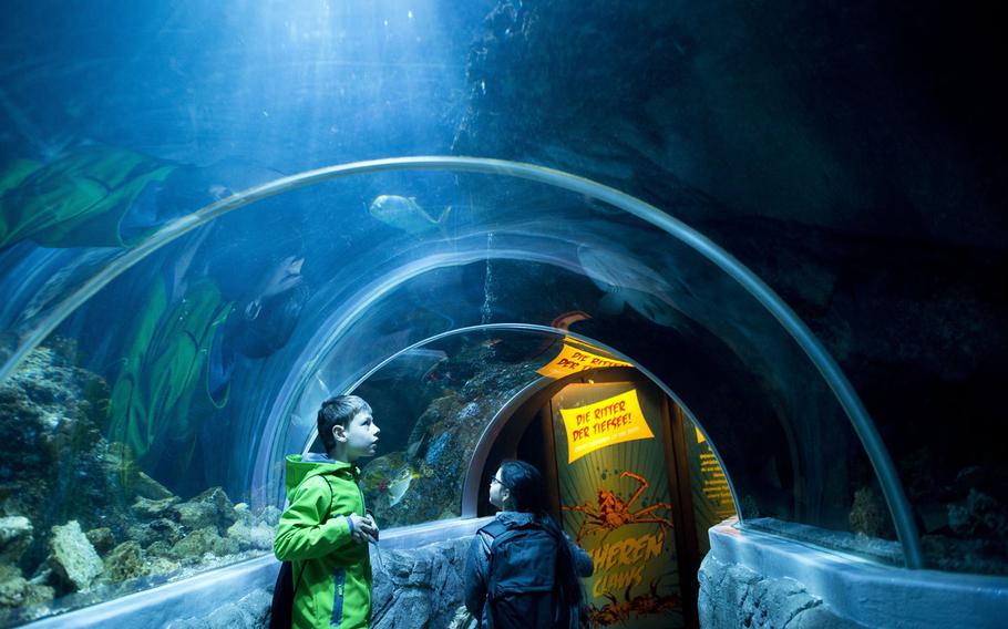 Visitors walk through the 26-foot long underwater tunnel at Sea Life in Speyer, Germany. The indoor aquarium houses more than 3,000 animals representing about 100 species.