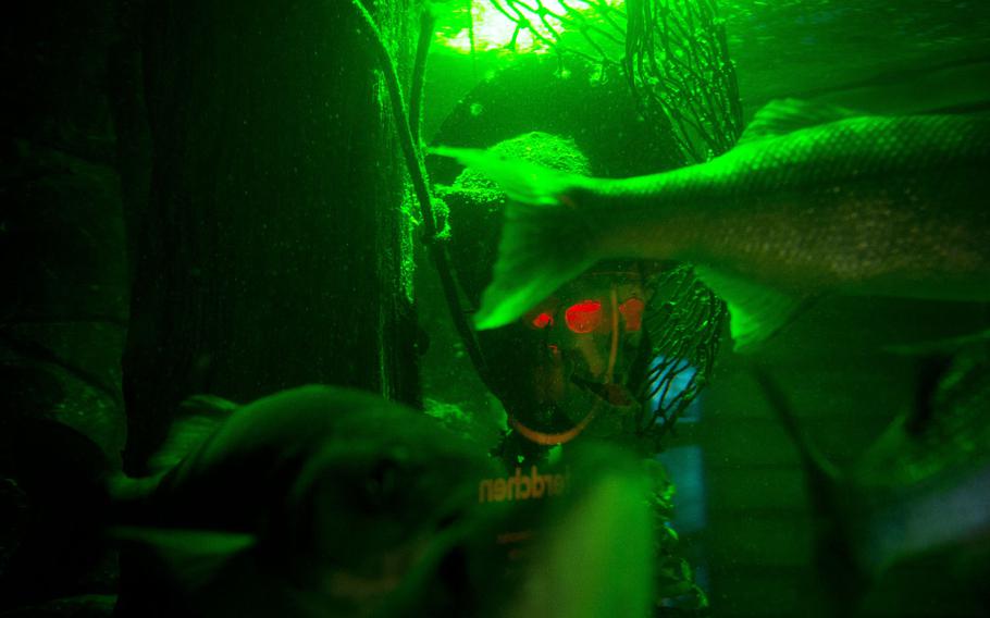 Fish swim through the Shipwreck display at Sea Life in Speyer, Germany.