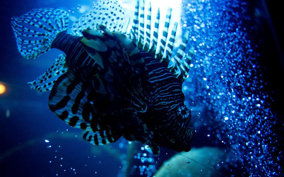 A lionfish swims in its tank at Sea Life in Speyer, Germany.