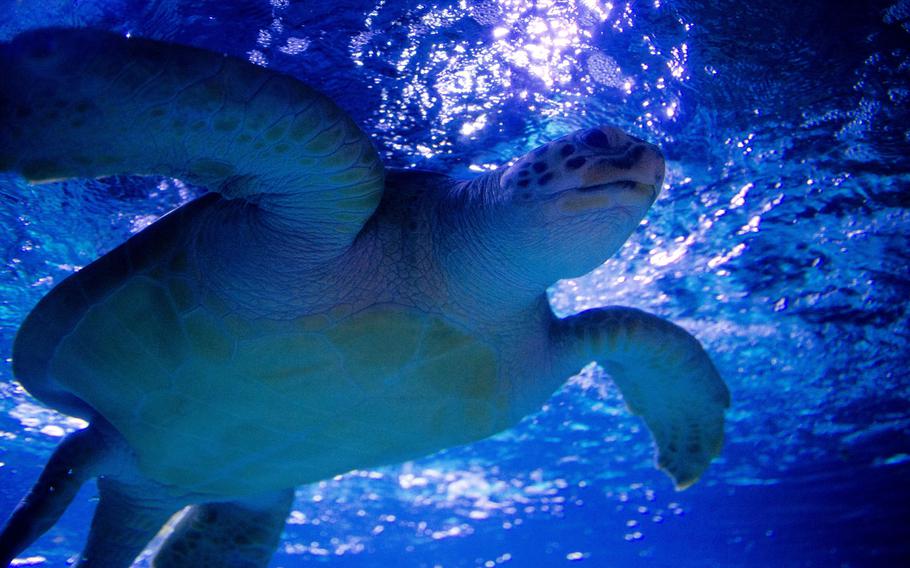 Marty, a green sea turtle, swims overhead at Sea Life in Speyer, Germany.