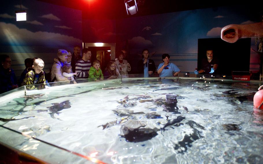 Visitors watch feeding time for rays and catsharks at Sea Life.