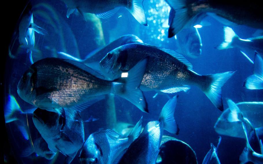 A school of fish swim in their tank at Sea Life.