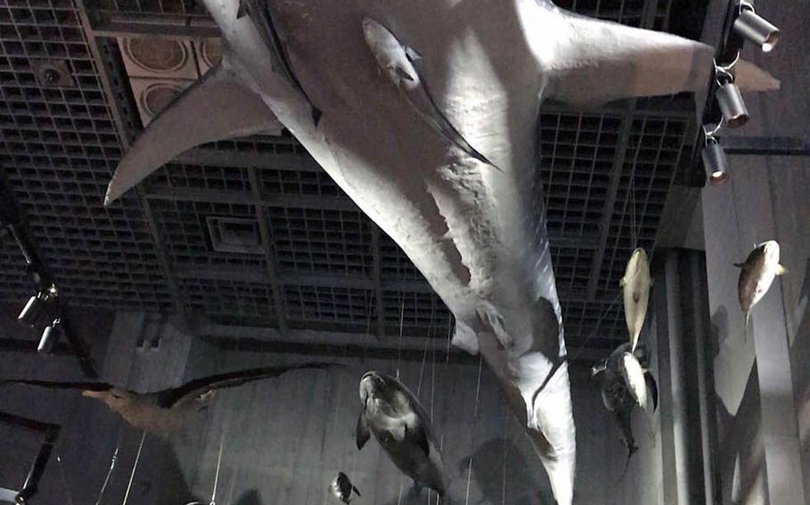 Sea mammals hang from the ceiling at the National Museum of Nature and Science's Global Gallery in Tokyo.
