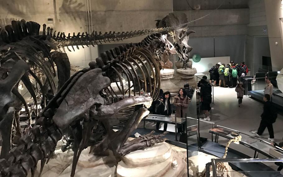 Dinosaur skeletons are among the most popular displays at the National Museum of Nature and Science in Tokyo.