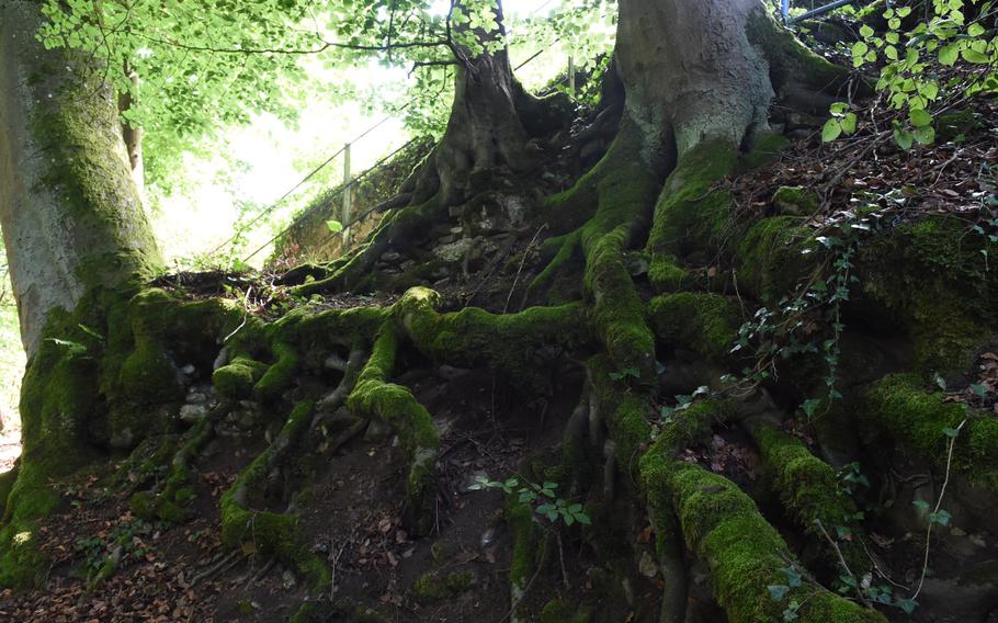 The moss-covered roots of these trees in the forest above Wolfstein, Germany, nearly encroach on the trail.