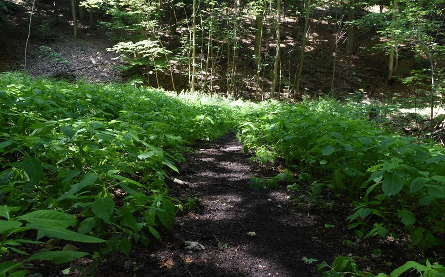 Just enough space was left to pass through the patch of green on one of the many trails in the forest above Wolfstein, Germany.