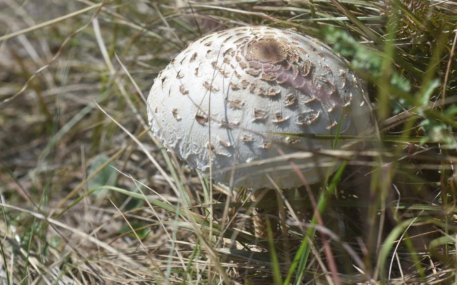 If you know your mushrooms - and many Italians do - there might be some options for a meal along the trail from Gorgazzo to Mezzomonte. If you don't, though, eating the wrong mushrooms is very dangerous.