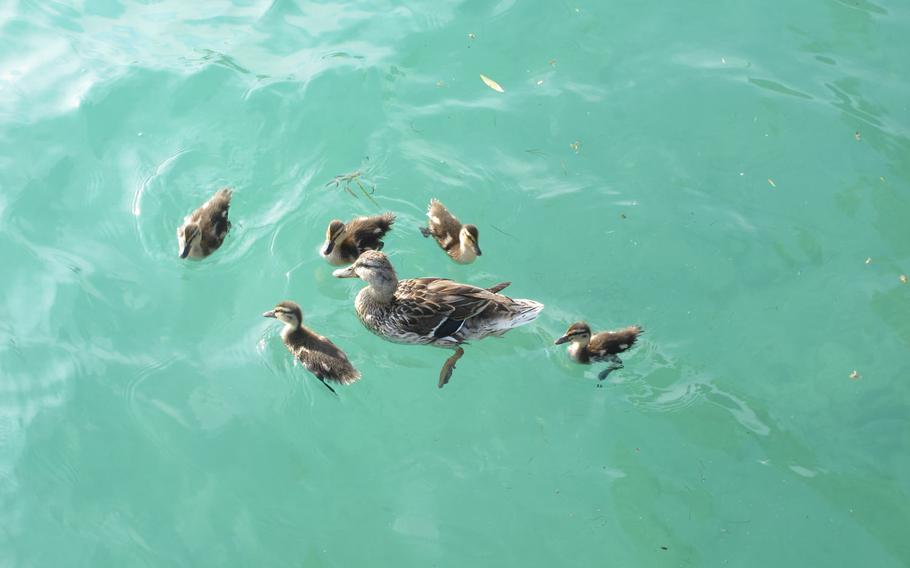 In the early summer, duckings swim for their lives in Lake Garda. I noticed there were often seven ducklings in a ''raft.''