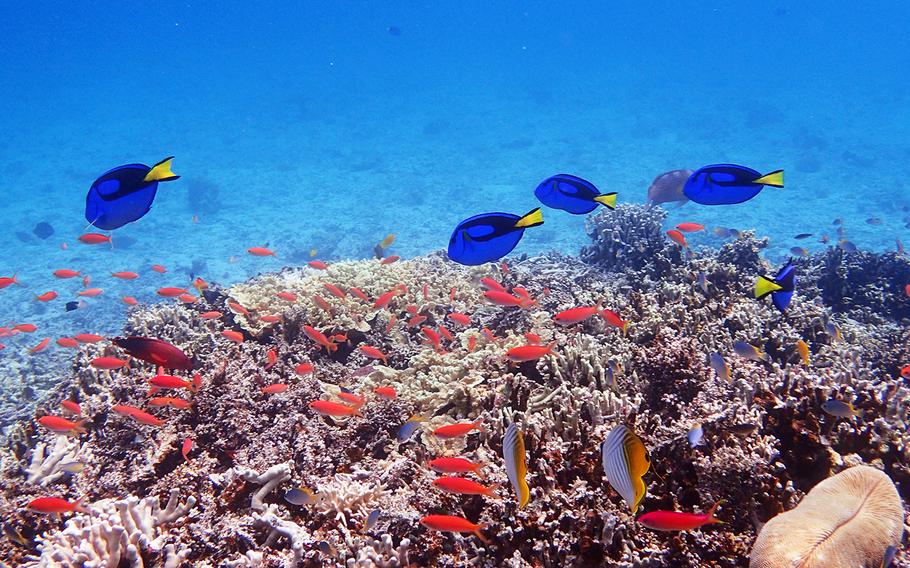 Amitori is the place to find many blue tangs and bright red sea goldies.