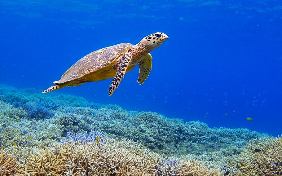 Rare hawksbill sea turtles can be seen near Barasu Island, which is made up entirely of coral fragments and appears only during the low tide.