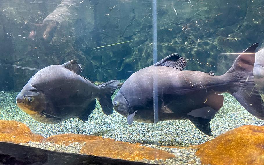 A pair of piranha greet visitors to Sea Life Busan Aquarium in South Korea.