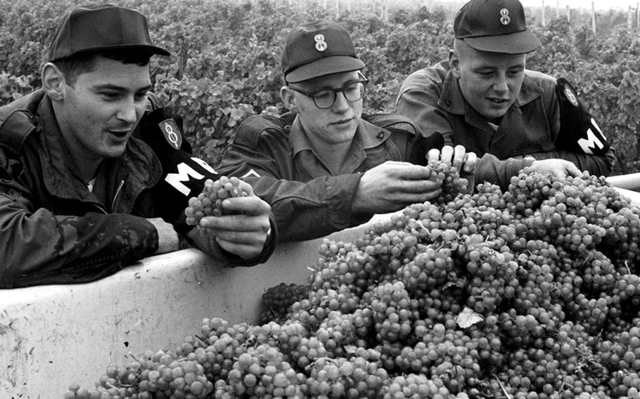 MPs check out some of the grapes they helped pick.