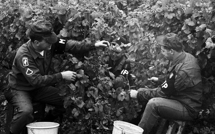 Grape-picking MPs in the field.