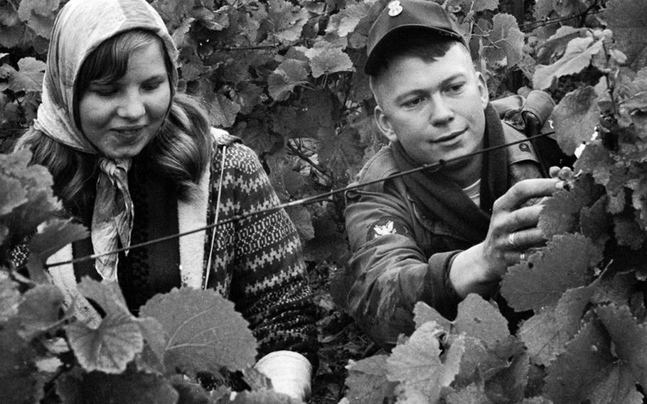 A local schoolgirl joins an MP in picking grapes.