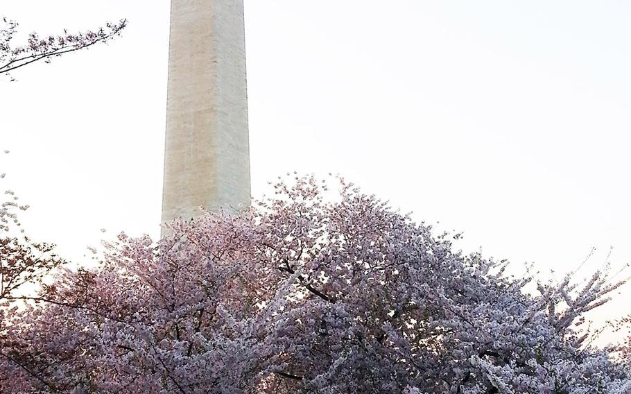 Cherry blossoms near the Washington Monument near sunset in Washington, D.C., on Saturday, April 12, 2014.