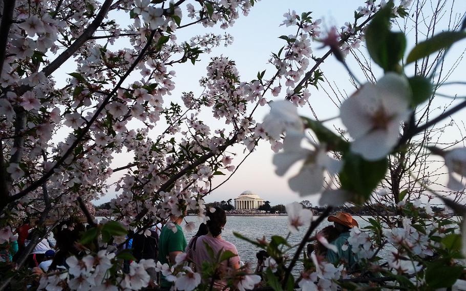 Cherry blossoms line the path along the Tidal Basin in Washington, D.C., on April 12, 2014.