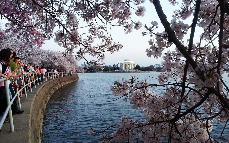 Cherry blossoms and visitors line the Tidal Basin near sunset on April 12, 2014, in Washington, D.C. 