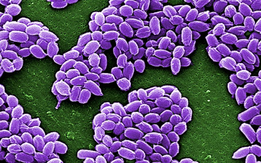 Under a high magnification of 12,483X, this scanning electron micrograph depicted spores from the Sterne strain of anthrax bacteria.