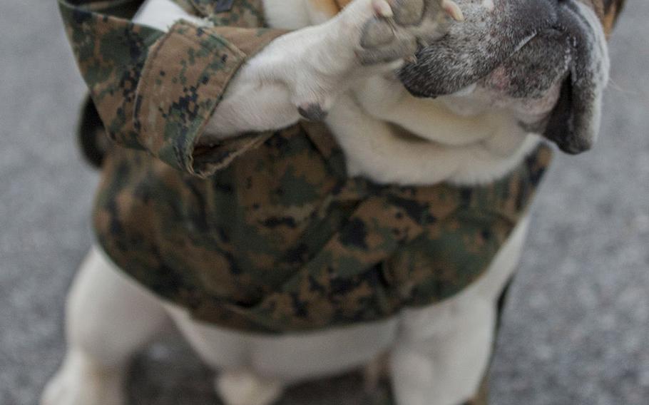 Parris Island's mascot, Cpl. Legend, salutes officers of Company M, 3rd Recruit Training Battalion, and November Company, 4th Recruit Training Battalion, during the motivational run on Dec. 3, 2015.