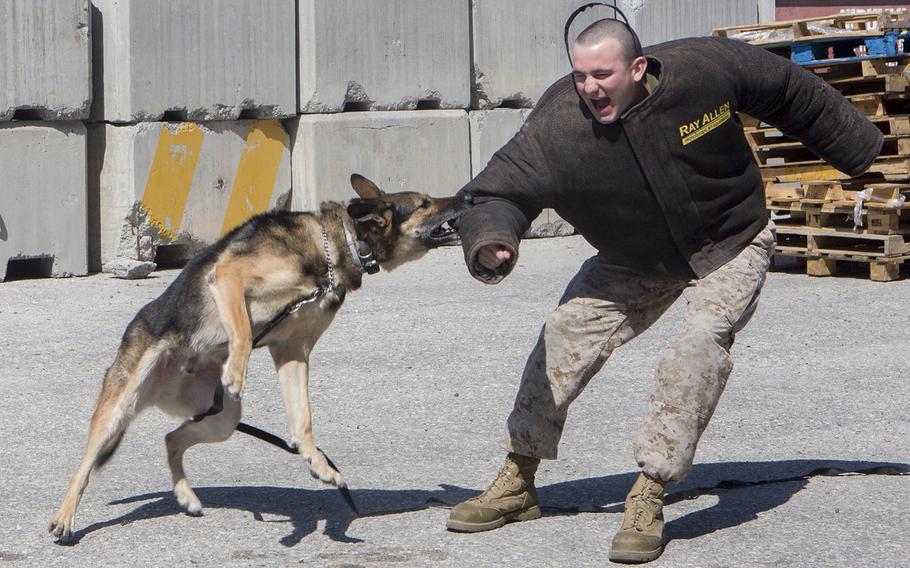 U.S. Marine Lance Cpl. Evan D. Johnson, a military police officer with the 26th Marine Expeditionary Unit, role-plays an aggressive suspect while Endy R195, a patrol/explosive detector dog with the unit, conducts a training bite during a mid-deployment vessel repair at Naval Support Activity Bahrain on Feb. 16, 2016. 
